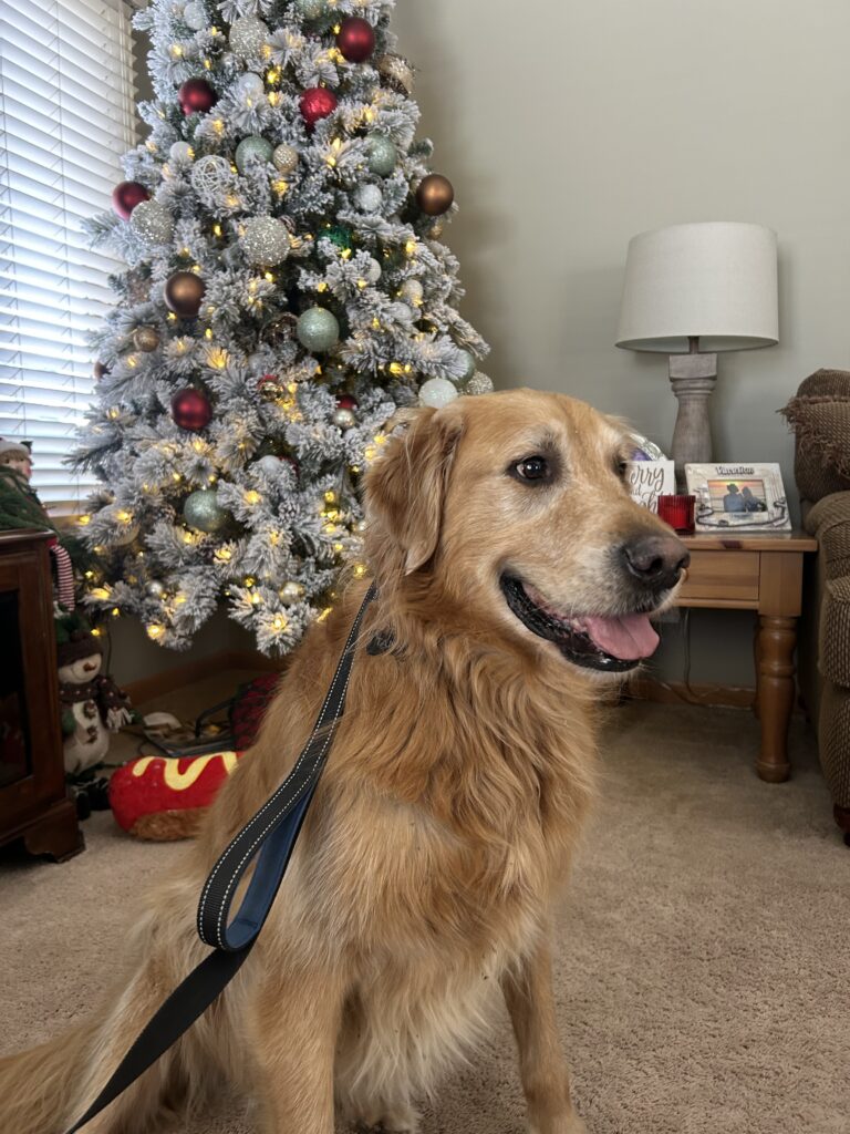 Tank in front of the Christmas Tree